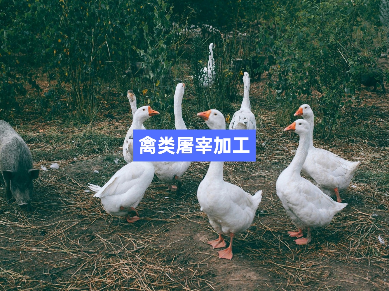 雞鴨鵝禽類屠宰分割信息化管理軟件系統(tǒng)_肉聯(lián)廠屠宰場管理系統(tǒng)_屠宰追溯管理系統(tǒng)_mes生產(chǎn)管理系統(tǒng)_wms倉儲管理系統(tǒng)